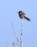 Broad tailed Hummingbird 3246
